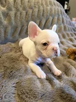 Platinum girl, a female French Bulldog for sale in Suncook, NH – 4 of 4