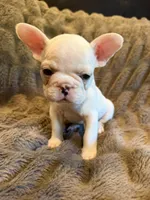 Cream girl, a female French Bulldog for sale in Suncook, NH – 2 of 4