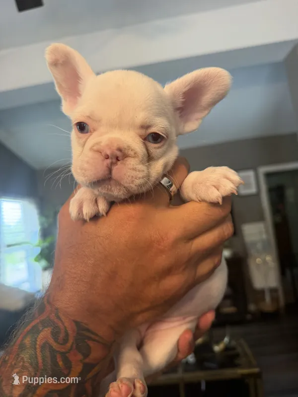 Blue eyes, a female French Bulldog for sale in Suncook, NH – 1 of 6