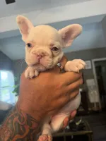 Blue eyes, a female French Bulldog for sale in Suncook, NH – 1 of 6