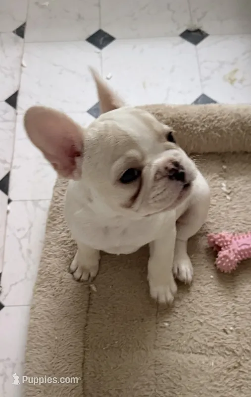Cream girl – French Bulldog puppy for sale in Suncook, NH