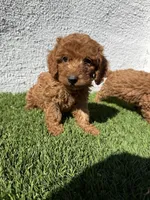 leah, a female Cockapoo for sale in Los Angeles, CA – 1 of 2
