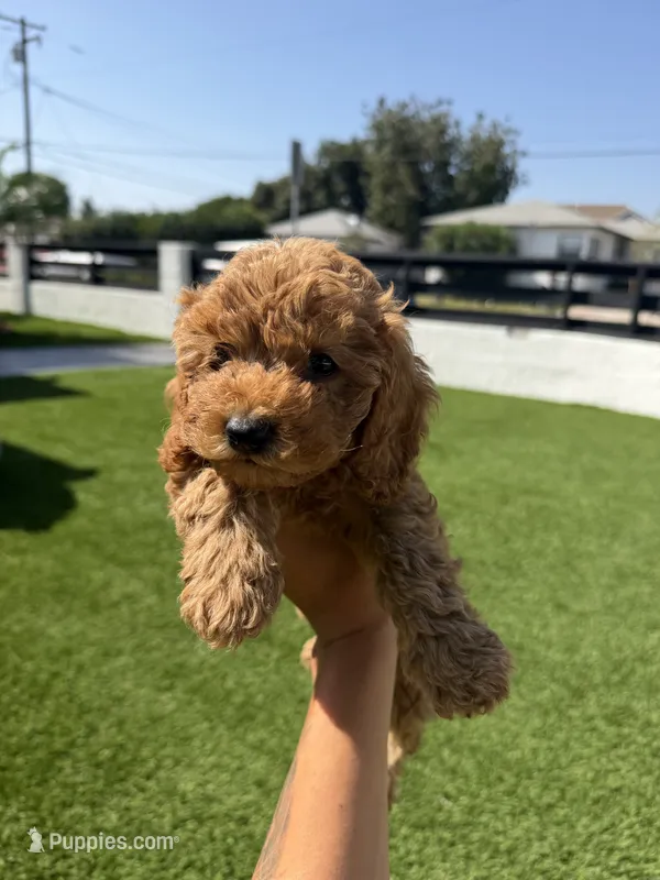 bailey – Cockapoo puppy for sale in Los Angeles, CA