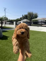 bailey, a female Cockapoo for sale in Los Angeles, CA – 2 of 2
