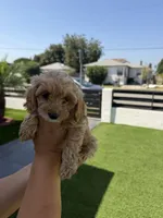 sayla, a male Cockapoo for sale in Los Angeles, CA – 1 of 2