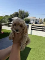sayla, a male Cockapoo for sale in Los Angeles, CA – 2 of 2