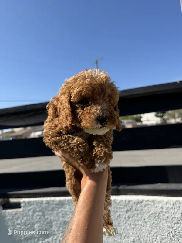 kobe – Cockapoo puppy for sale in Los Angeles, CA