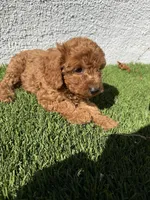jeter, a male Cockapoo for sale in Los Angeles, CA – 2 of 2
