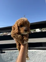 kobe, a male Cockapoo for sale in Los Angeles, CA – 1 of 2