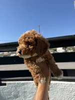 kobe, a male Cockapoo for sale in Los Angeles, CA – 2 of 2