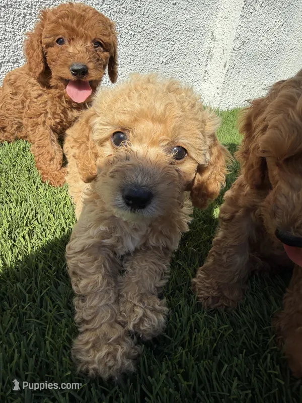 koy – Cockapoo puppy for sale in Los Angeles, CA