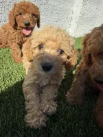 koy, a male Cockapoo for sale in Los Angeles, CA – 1 of 2