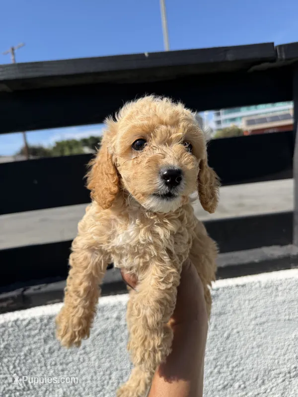 khloe – Cockapoo puppy for sale in Los Angeles, CA