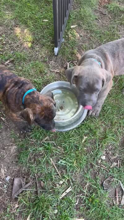 Pippy, a female Perro de Presa Canario and Cane Corso for sale in East Hartford, CT – 9 of 10