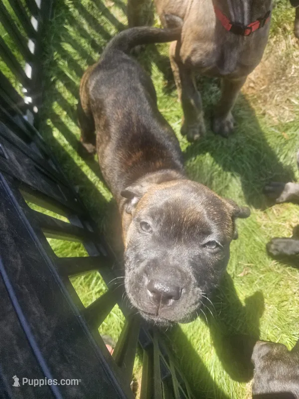 Betty – Perro de Presa Canario, Cane Corso puppy for sale in East Hartford, CT
