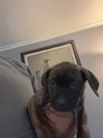 Betty, a female Perro de Presa Canario and Cane Corso for sale in East Hartford, CT – Photo 3 of 7