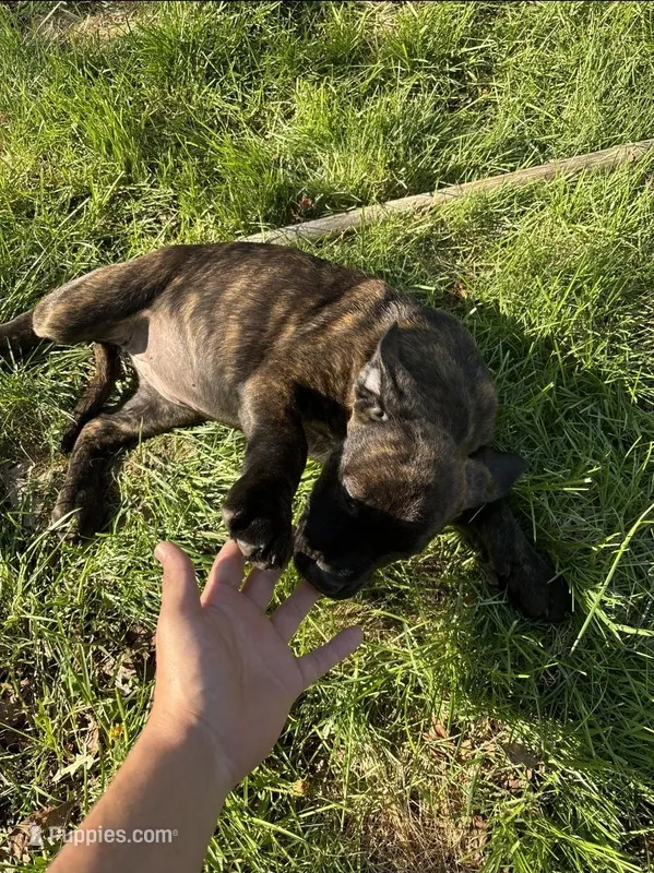 Betty – Perro de Presa Canario, Cane Corso puppy for sale in East Hartford, CT