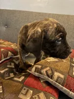 Betty, a female Perro de Presa Canario and Cane Corso for sale in East Hartford, CT – Photo 4 of 7