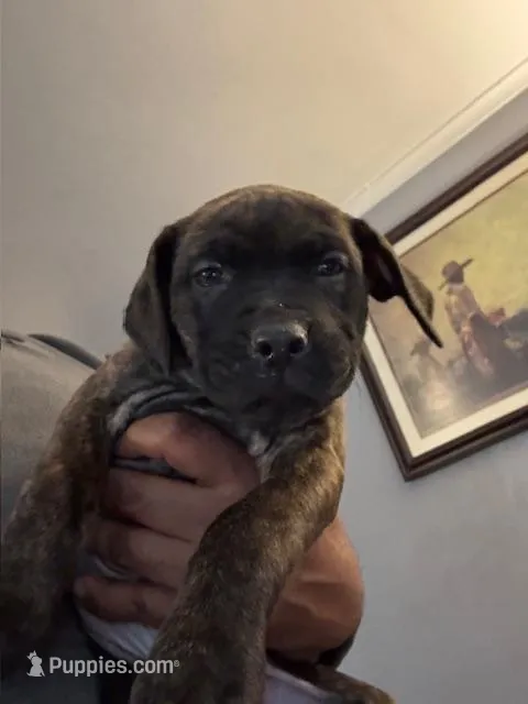 Betty – Perro de Presa Canario, Cane Corso puppy for sale in East Hartford, CT
