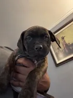 Betty, a female Perro de Presa Canario and Cane Corso for sale in East Hartford, CT – Photo 1 of 7