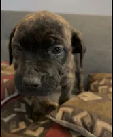 Betty, a female Perro de Presa Canario and Cane Corso for sale in East Hartford, CT – Photo 2 of 7