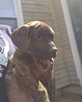 Pippy, a female Perro de Presa Canario and Cane Corso for sale in East Hartford, CT – 2 of 10