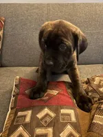 Coffee, a female Perro de Presa Canario and Cane Corso for sale in East Hartford, CT – Photo 1 of 6