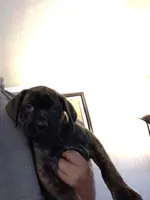 Coffee, a female Perro de Presa Canario and Cane Corso for sale in East Hartford, CT – Photo 3 of 6