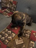 Coffee, a female Perro de Presa Canario and Cane Corso for sale in East Hartford, CT – Photo 2 of 6