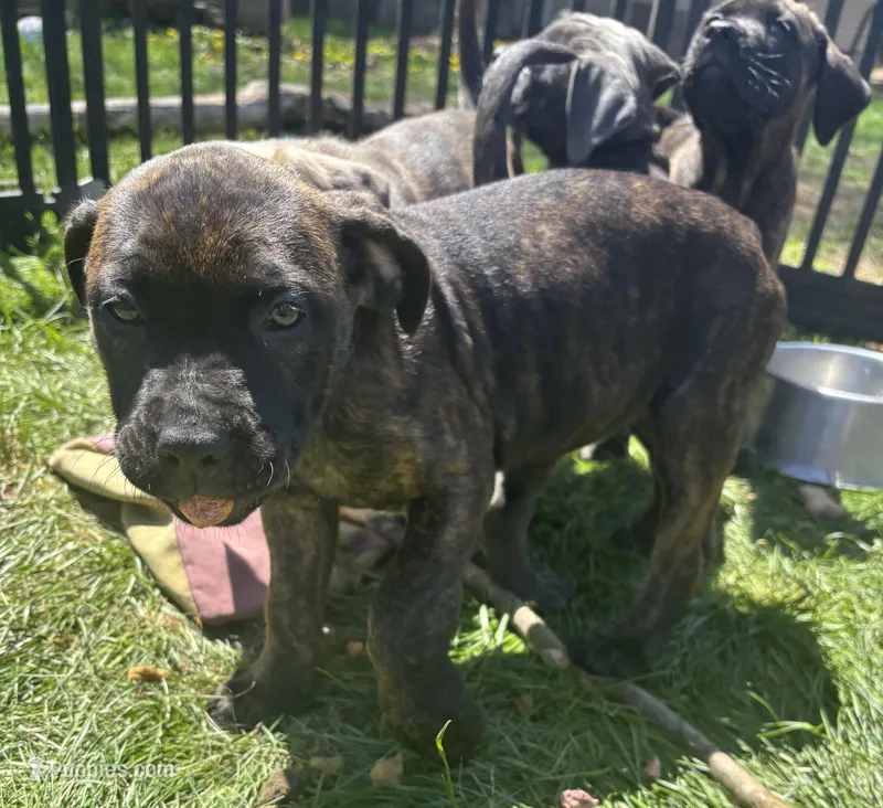 Coffee – Perro de Presa Canario, Cane Corso puppy for sale in East Hartford, CT