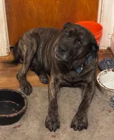 Coffee, a female Perro de Presa Canario and Cane Corso for sale in East Hartford, CT – Photo 5 of 6