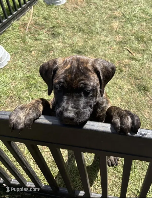 Coffee – Perro de Presa Canario, Cane Corso puppy for sale in East Hartford, CT