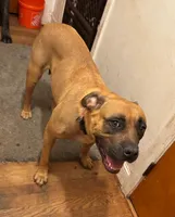 Coffee, a female Perro de Presa Canario and Cane Corso for sale in East Hartford, CT – Photo 6 of 6