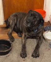 Pippy, a female Perro de Presa Canario and Cane Corso for sale in East Hartford, CT – 7 of 10