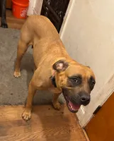 Pippy, a female Perro de Presa Canario and Cane Corso for sale in East Hartford, CT – 8 of 10