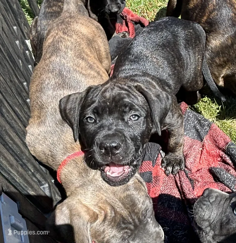 Opal – Perro de Presa Canario, Cane Corso puppy for sale in East Hartford, CT
