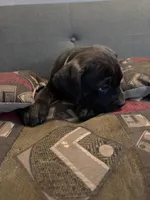 Opal, a female Perro de Presa Canario and Cane Corso for sale in East Hartford, CT – Photo 2 of 7