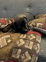 Opal, a female Perro de Presa Canario and Cane Corso for sale in East Hartford, CT – Photo 1 of 7
