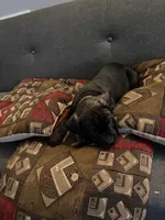 Opal, a female Perro de Presa Canario and Cane Corso for sale in East Hartford, CT – Photo 4 of 7