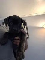 Opal, a female Perro de Presa Canario and Cane Corso for sale in East Hartford, CT – Photo 3 of 7