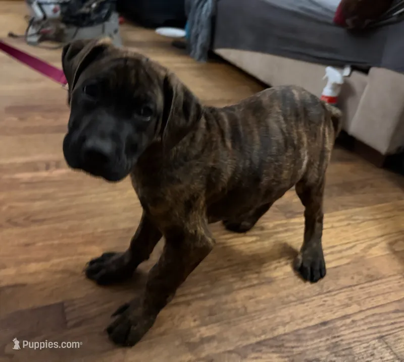 Pippy – Perro de Presa Canario, Cane Corso puppy for sale in East Hartford, CT