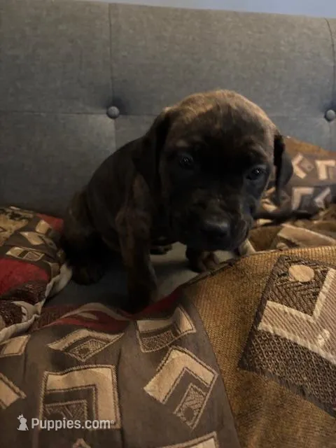 Onyx – Perro de Presa Canario, Cane Corso puppy for sale in East Hartford, CT