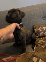 Onyx, a male Perro de Presa Canario and Cane Corso for sale in East Hartford, CT – Photo 2 of 6