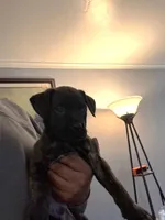 Onyx, a male Perro de Presa Canario and Cane Corso for sale in East Hartford, CT – Photo 3 of 6