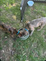 Pippy, a female Perro de Presa Canario and Cane Corso for sale in East Hartford, CT – 5 of 10