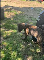 Pippy, a female Perro de Presa Canario and Cane Corso for sale in East Hartford, CT – 3 of 10