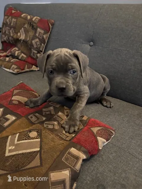 Snoop – Perro de Presa Canario, Cane Corso puppy for sale in East Hartford, CT