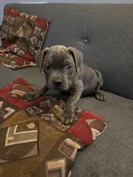 Snoop, a male Perro de Presa Canario and Cane Corso for sale in East Hartford, CT – Photo 1 of 6