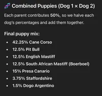 Snoop, a male Perro de Presa Canario and Cane Corso for sale in East Hartford, CT – Photo 4 of 6