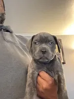 Snoop, a male Perro de Presa Canario and Cane Corso for sale in East Hartford, CT – Photo 2 of 6